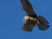 Falco tinnunculus 100,Torenvalk, Saxifraga-Martin Mollet