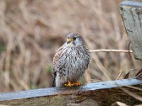 Falco tinnunculus 108,Torenvalk, Saxifraga-Luuk Vermeer