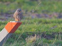 Falco tinnunculus 11, Torenvalk, male, Saxifraga-Martin Mollet