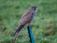 Falco tinnunculus 110,Torenvalk, Saxifraga-Luuk Vermeer