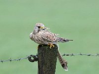 Falco tinnunculus 114,Torenvalk, Saxifraga-Luuk Vermeer