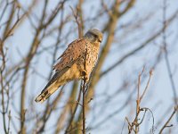 Falco tinnunculus 12, Torenvalk, male, Saxifraga-Martin Mollet