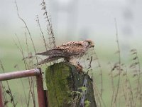 Falco tinnunculus 127,Torenvalk, Saxifraga-Luuk Vermeer