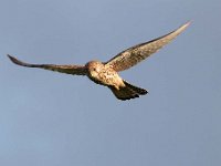 Falco tinnunculus 137,Torenvalk, Saxifraga-Luuk Vermeer