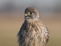 Falco tinnunculus 15, Torenvalk, young male, Saxifraga-Martin Mollet