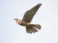 Falco tinnunculus 158,Torenvalk, Saxifraga-Luuk Vermeer