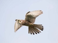 Falco tinnunculus 160,Torenvalk, Saxifraga-Luuk Vermeer