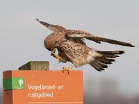 Falco tinnunculus 167,Torenvalk, Saxifraga-Luuk Vermeer