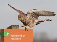 Falco tinnunculus 168,Torenvalk, Saxifraga-Luuk Vermeer