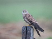 Falco tinnunculus 174,Torenvalk, Saxifraga-Luuk Vermeer