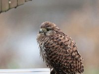 Falco tinnunculus 177,Torenvalk, Saxifraga-Luuk Vermeer