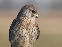 Falco tinnunculus 19, Torenvalk, young male, Saxifraga-Martin Mollet