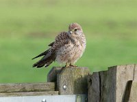 Falco tinnunculus 190,Torenvalk, Saxifraga-Luuk Vermeer