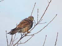 Falco tinnunculus 201, Torenvalk, Saxifraga-Hans Dekker