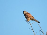 Falco tinnunculus 204,Torenvalk, Saxifraga-Hans Dekker