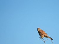 Falco tinnunculus 208,Torenvalk, Saxifraga-Hans Dekker