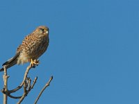 Falco tinnunculus 22, Torenvalk, Saxifraga-Martin Mollet