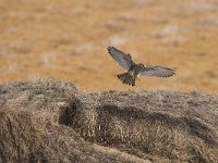 Falco tinnunculus 24, Torenvalk, Saxifraga-Martin Mollet