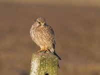 Falco tinnunculus 32, Torenvalk, adult male, Saxifraga-Martin Mollet