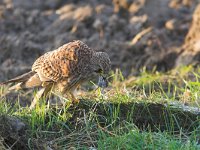 Falco tinnunculus 41, Torenvalk, Saxifraga-Martin Mollet