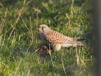 Falco tinnunculus 42, Torenvalk, Saxifraga-Martin Mollet