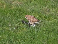 Falco tinnunculus 47, Torenvalk, Saxifraga-Martin Mollet