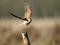 Falco tinnunculus 51, Torenvalk, Saxifraga-Piet Munsterman