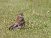 Falco tinnunculus 52, Torenvalk, Saxifraga-Jaap Schelvis