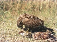 Falco tinnunculus 55, Torenvalk, Saxifraga-Piet Munsterman