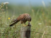 Falco tinnunculus 56, Torenvalk, Saxifraga-Piet Munsterman