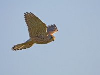 Torenvalk, Kestrel  Jagende en biddende Torenvalk, Kestrel on the hunt : Torenvalk, adult, biddend, bird, bird in fligh, bird of prey, blauwe lucht, blue sky, falco tinnunculus, falcon, faucon crecerelle, foraging, hoovering, hunting, kestrel, male, raptor, roofvogel, turmfalke, valkachtige, vlucht, vluchtbeeld, vogel, volwassen