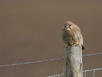 Falco tinnunculus 7, Torenvalk, Saxifraga-Martin Mollet