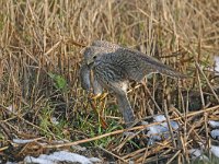 Falco tinnunculus 71, Torenvalk, juvenile, Saxifraga-Piet Munsterman