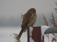 Falco tinnunculus 72, Torenvalk, Saxifraga-Jan Nijendijk