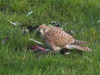 Falco tinnunculus 8, Torenvalk, Saxifraga-Martin Mollet