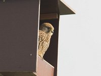 Falco tinnunculus 81, Torenvalk, female, Saxifraga-Martin Mollet