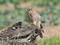 Falco tinnunculus 82, Torenvalk, female, Saxifraga-Martin Mollet