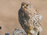 Falco tinnunculus 84, Torenvalk, female, Saxifraga-Martin Mollet