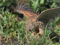 Falco tinnunculus 88, Torenvalk, female, Saxifraga-Martin Mollet