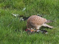 Falco tinnunculus 9, Torenvalk, Saxifraga-Martin Mollet