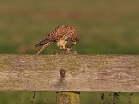 Falco tinnunculus 93, Torenvalk, Saxifraga-Martin Mollet