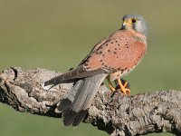 Falco tinnunculus 98, Torenvalk, Saxifraga-Joerg Mager