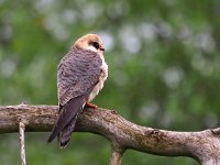 Falco vespertinus 28, Roodpootvalk, Saxifraga-Hans Dekker