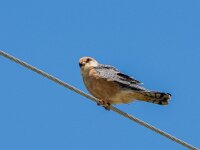 Falco vespertinus 41, Roodpootvalk, adult, female, Saxifraga-Theo Verstrael