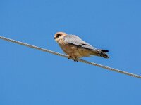 Falco vespertinus 42, Roodpootvalk, adult, female, Saxifraga-Theo Verstrael