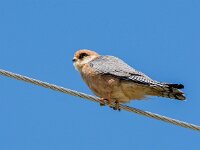 Falco vespertinus 43, Roodpootvalk, adult, female, Saxifraga-Theo Verstrael
