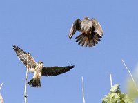 Falco vespertinus 11, Roodpootvalk, Saxifraga-Mark Zekhuis