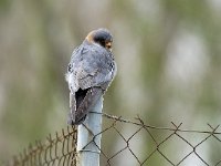 Falco vespertinus 12, Roodpootvalk, Saxifraga-Piet Munsterman