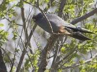 Falco vespertinus 13, Roodpootvalk, Saxifraga-Mark Zekhuis