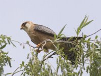 Falco vespertinus 3, Roodpootvalk, Saxifraga-Mark Zekhuis